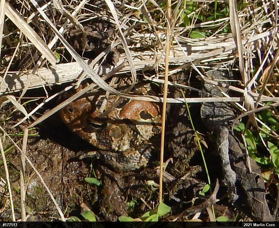 Eastern American Toad