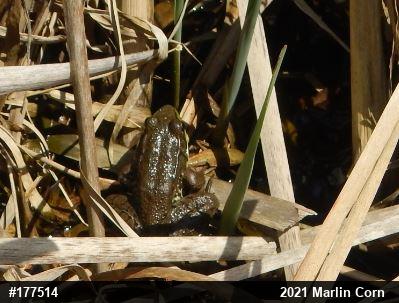 Green Frog