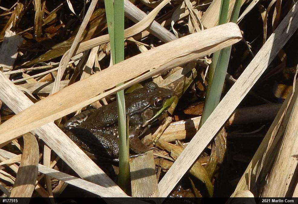 Green Frog