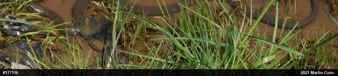 Northern Watersnake