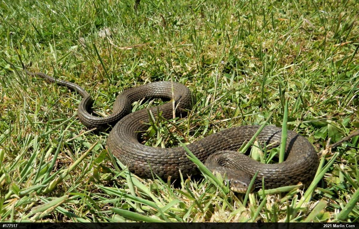 Northern Watersnake