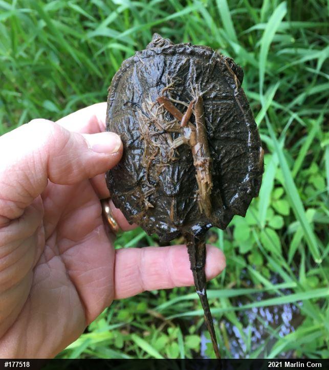 Snapping Turtle