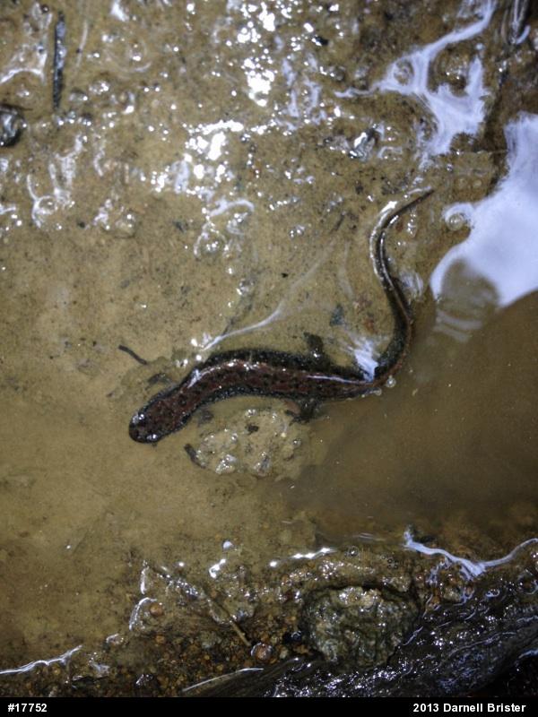 Northern Dusky Salamander