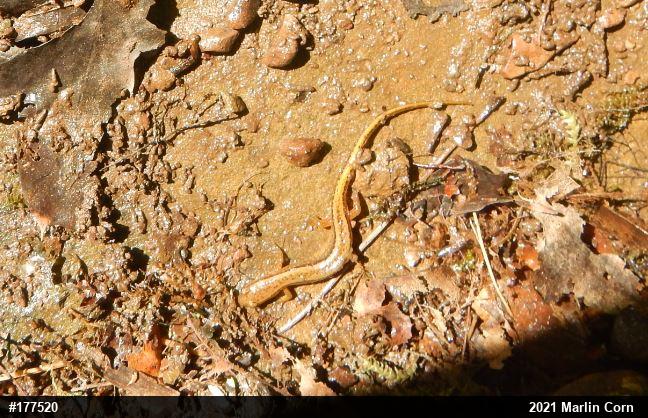 Northern Two-lined Salamander