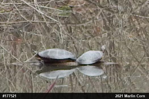 Painted Turtle