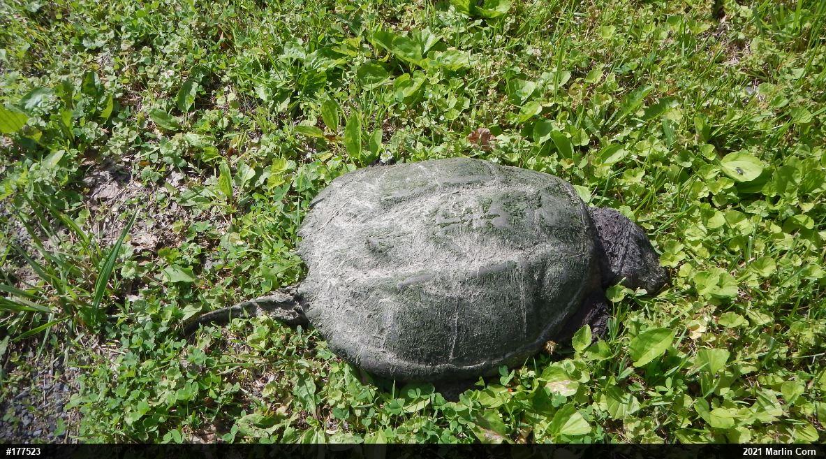 Snapping Turtle