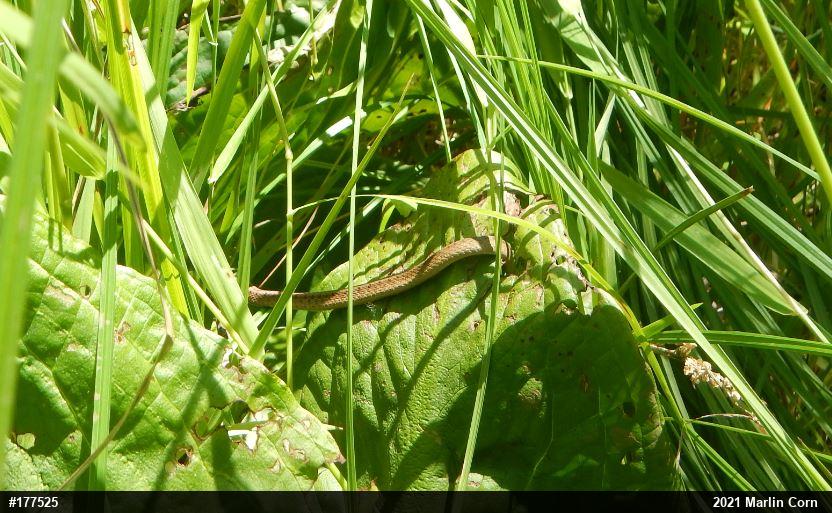 Dekay's Brownsnake