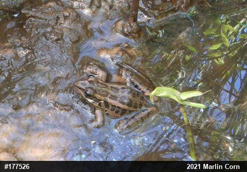 Pickerel Frog