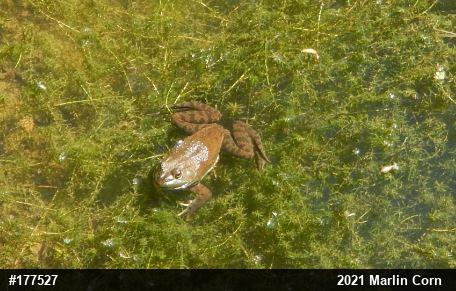 American Bullfrog