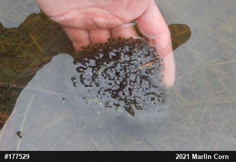 True Frogs