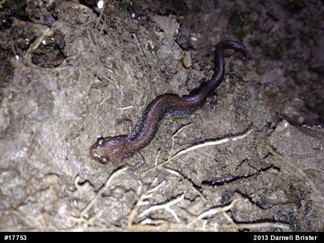 Eastern Red-backed  Salamander