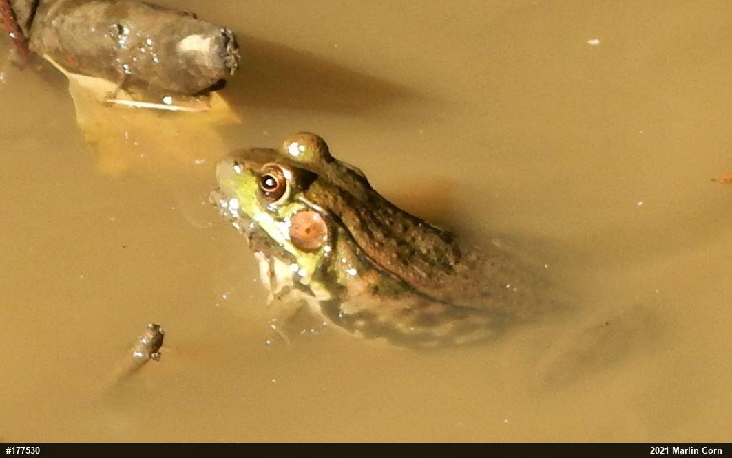 Green Frog