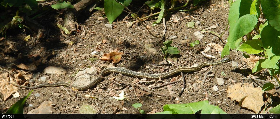 Eastern Gartersnake