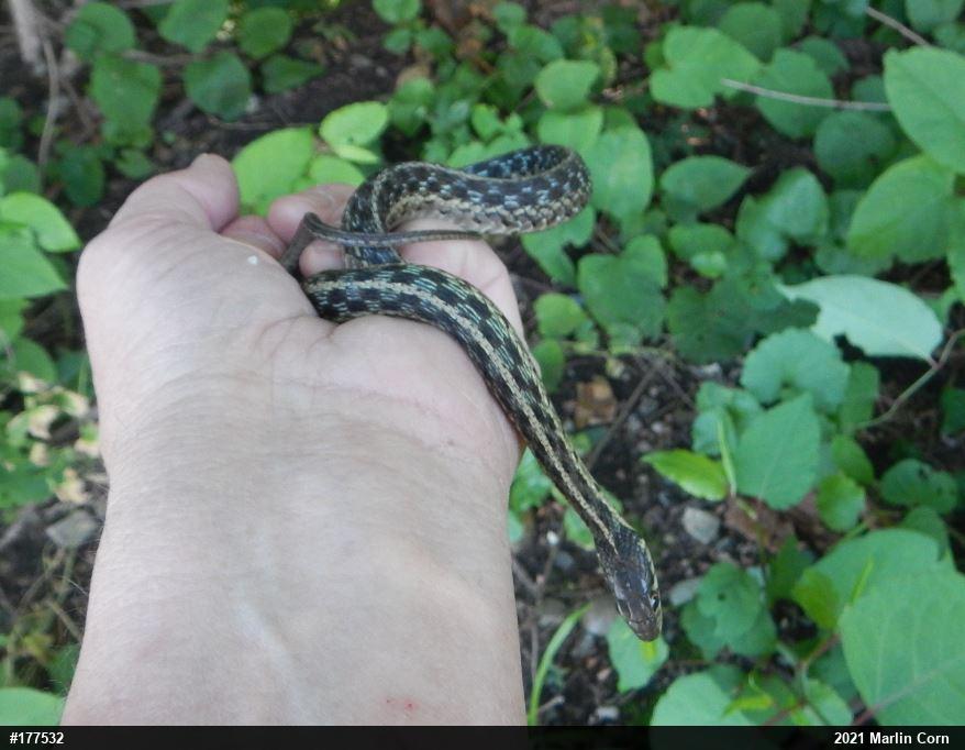 Eastern Gartersnake