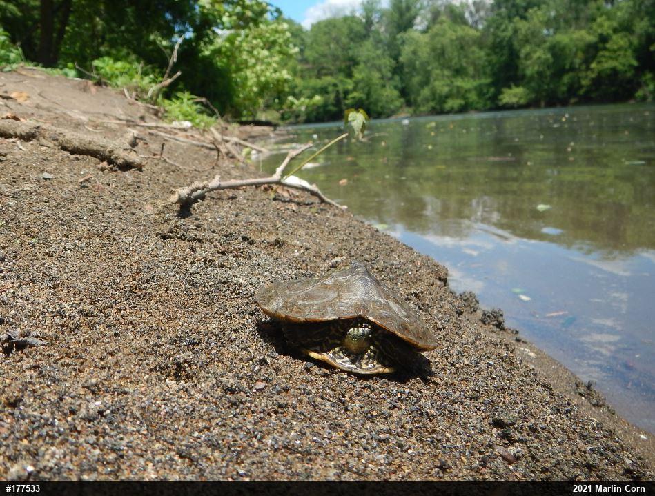 Northern Map Turtle