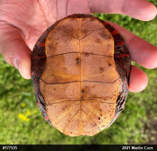 Painted Turtle
