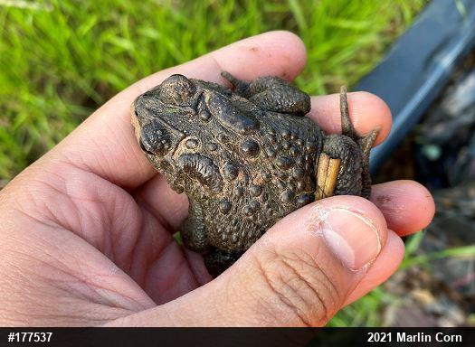 Eastern American Toad