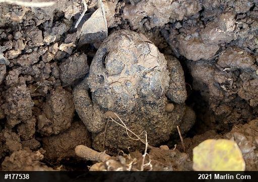 Eastern American Toad