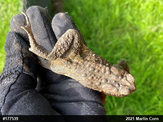Eastern American Toad