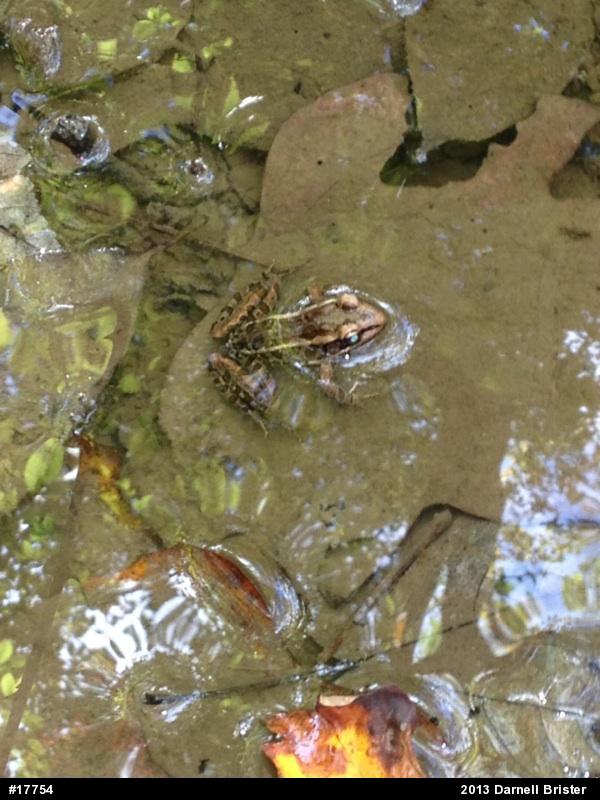 Pickerel Frog