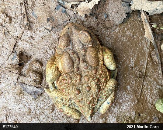 Eastern American Toad