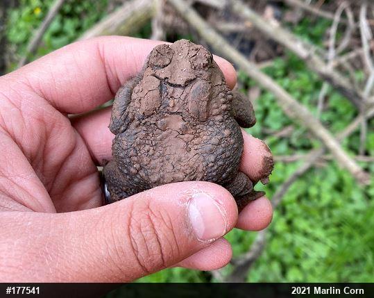 Eastern American Toad