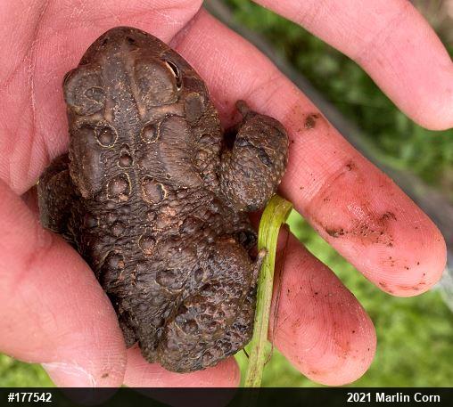 Eastern American Toad