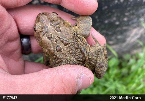 Eastern American Toad