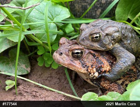 Eastern American Toad