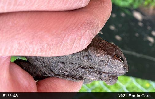 Eastern American Toad