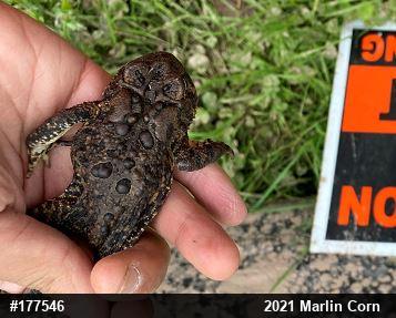 Eastern American Toad