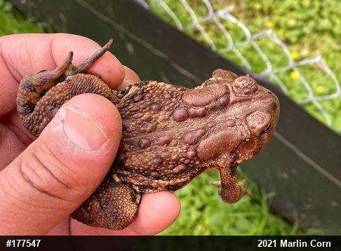 Eastern American Toad