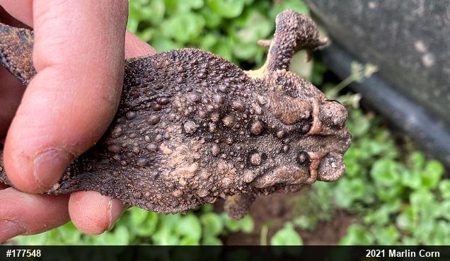 Eastern American Toad