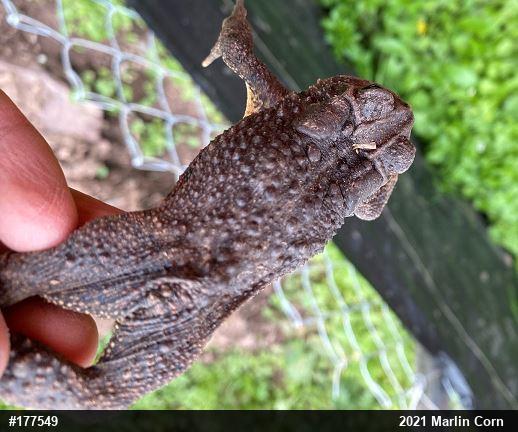 Eastern American Toad