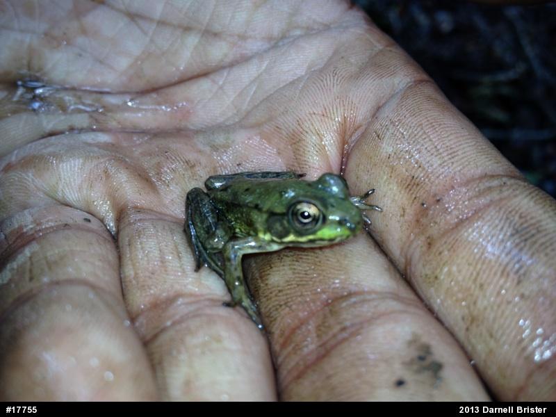 Green Frog