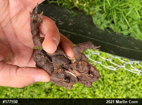 Eastern American Toad