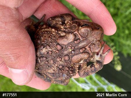 Eastern American Toad