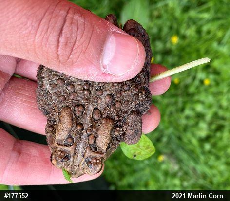 Eastern American Toad