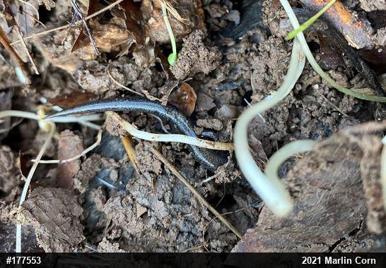 Eastern Red-backed  Salamander