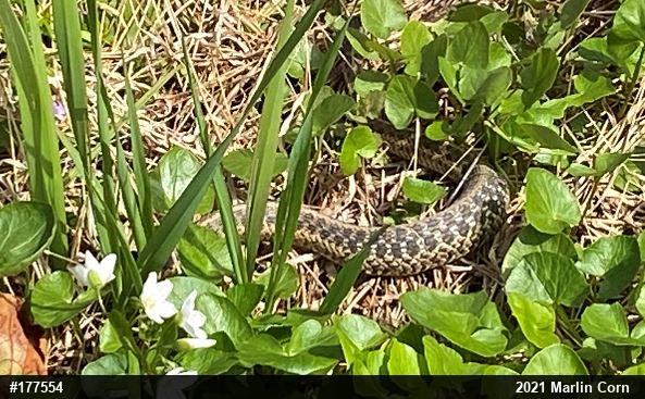 Eastern Gartersnake