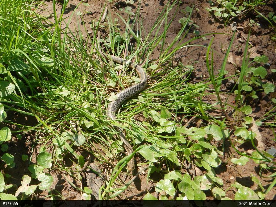 Eastern Gartersnake
