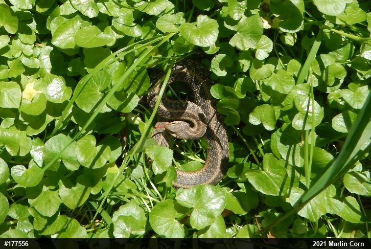 Eastern Gartersnake