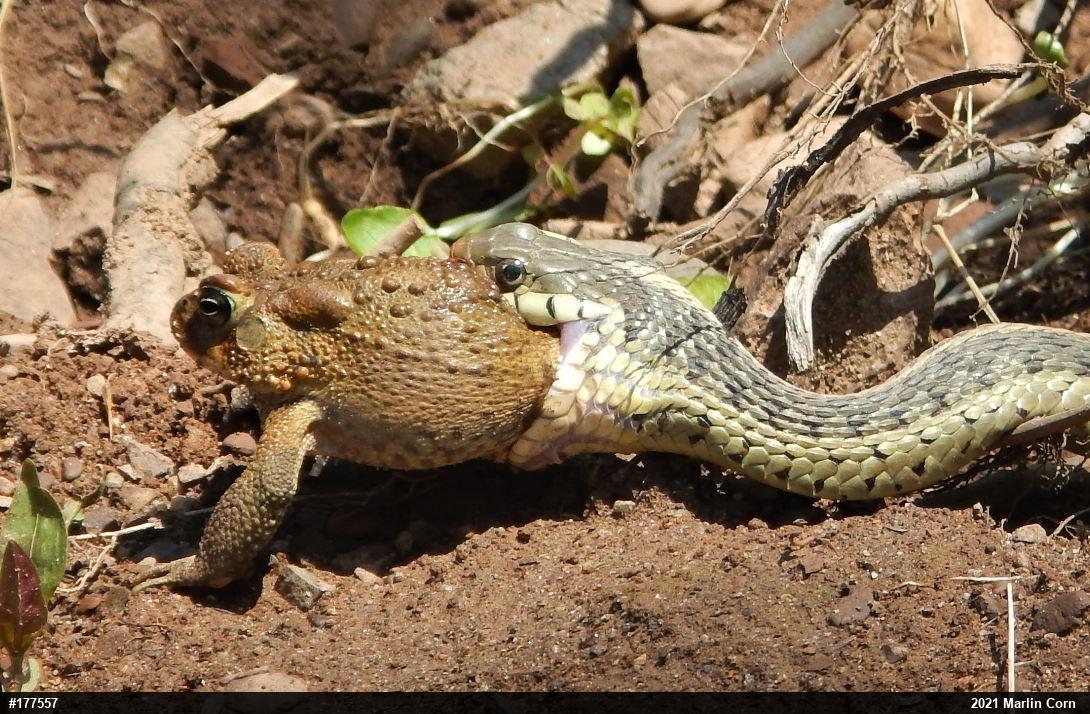 Eastern Gartersnake
