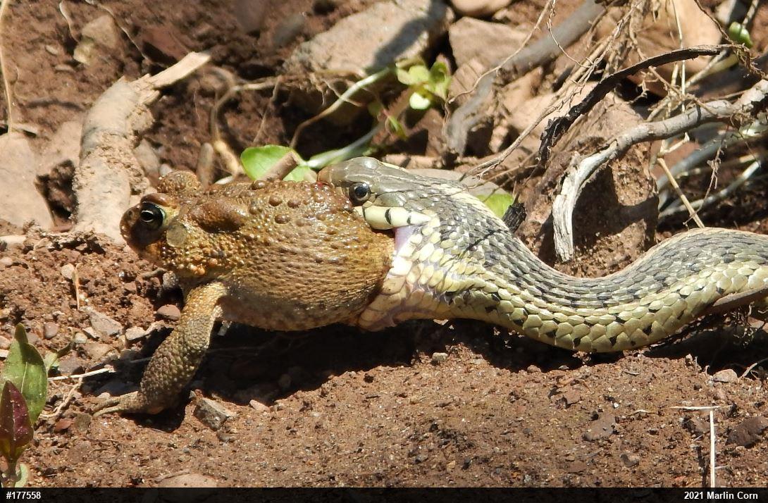 Eastern American Toad
