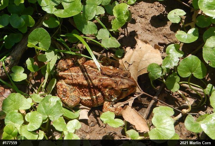 Eastern American Toad