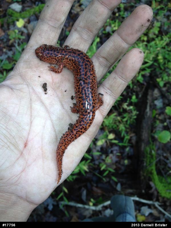 Northern Red Salamander