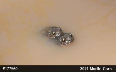 Eastern American Toad