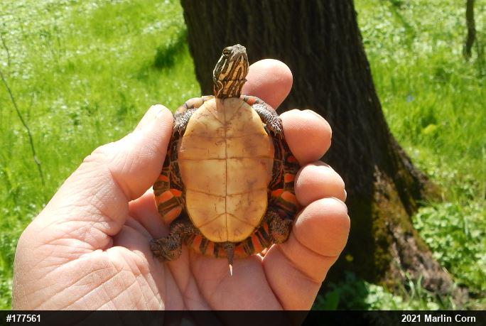 Painted Turtle