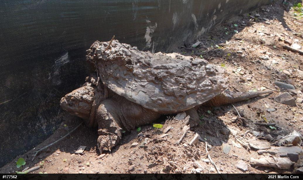 Snapping Turtle