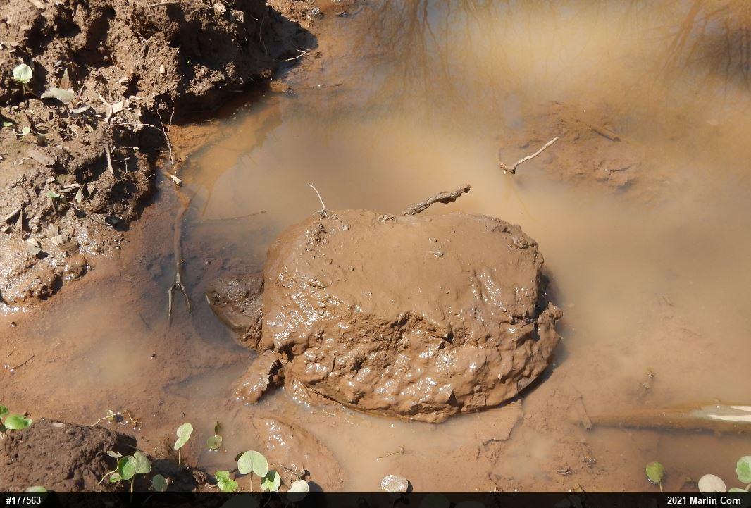 Snapping Turtle